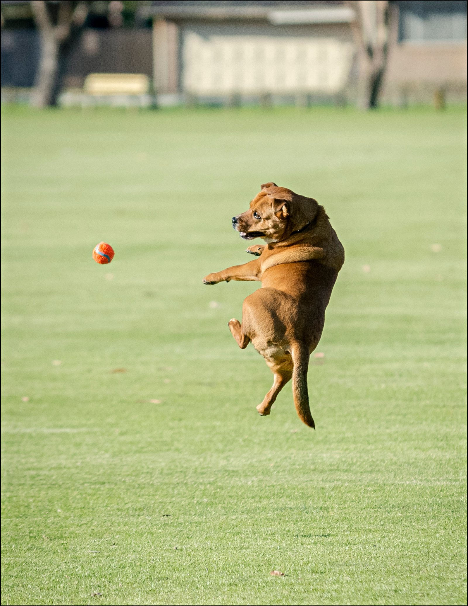 Read more about the article Bully Breed Training Tips for Aussie Dog Owners